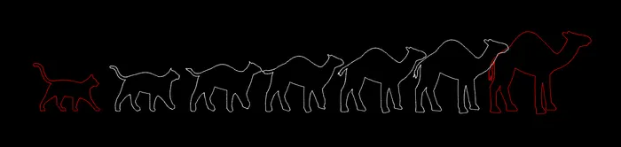 Exemple de morphing avec cinq polylignes distinctes, séparées à des endroits stratégiques